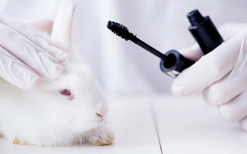 Save an Animal: Use Cruelty-Free Cosmetics