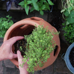 growing herbs for health wellness
