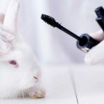 cruelty-free cosmetics main