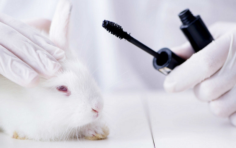 Save an Animal: Use Cruelty-Free Cosmetics - Little Coffee Break