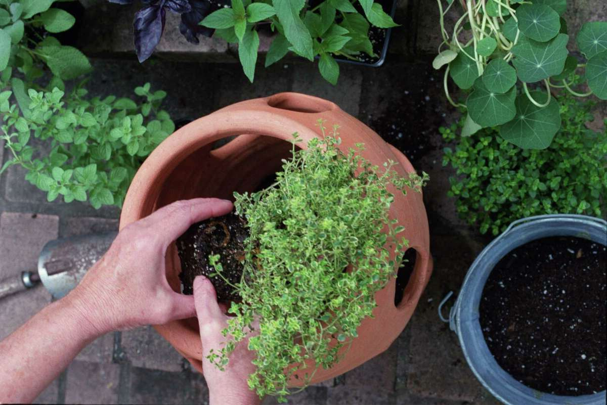 growing herbs for health wellness